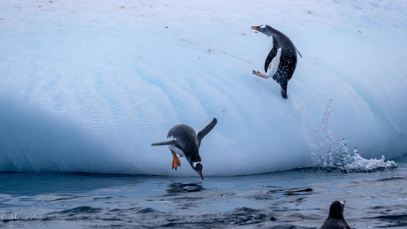 HDS31-26, Day 8, Martin (10) © Martin Anstee - Oceanwide Expeditions.jpg