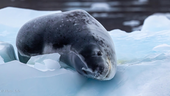 HDS31-26, Day 8, Martin (16) © Martin Anstee - Oceanwide Expeditions.jpg