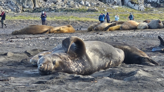 HDS31-26, Day 9, Sassi - 28MAR - Elephant Point 5 © Saskia van der Meij - Oceanwide Expeditions.jpg