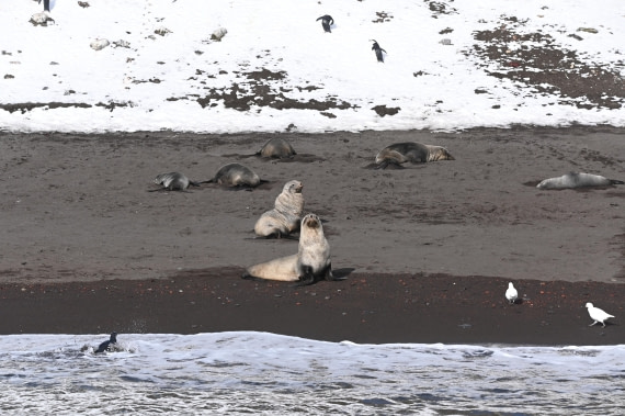 HDS31-26, Day 9, Sassi - 28MAR - Whalers 7 © Saskia van der Meij - Oceanwide Expeditions.JPG