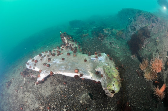 HDS31-26, Diving, 79e4e4b4a792b821167060c171610705 © Unknown photographer - Oceanwide Expeditions.JPG