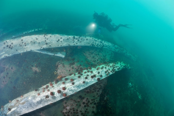 HDS31-26, Diving, 93270bcb6e28c40f0c75c6aefa3234e3 © Unknown photographer - Oceanwide Expeditions.JPG