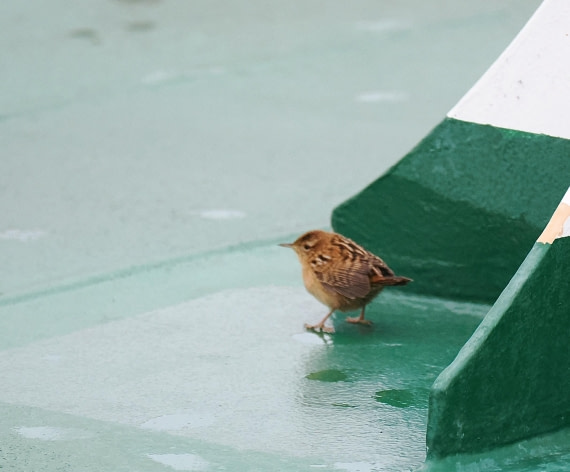 HDS31-26, Day 1, 2026-03-21 Grass Wren - Drake Passage Day1 © Unknown photographer - Oceanwide Expeditions.JPG