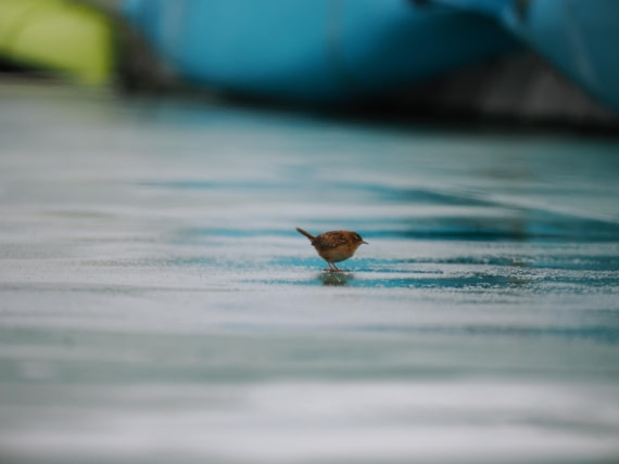 HDS31-26, Day 1, P3210018 © Unknown photographer - Oceanwide Expeditions.JPG