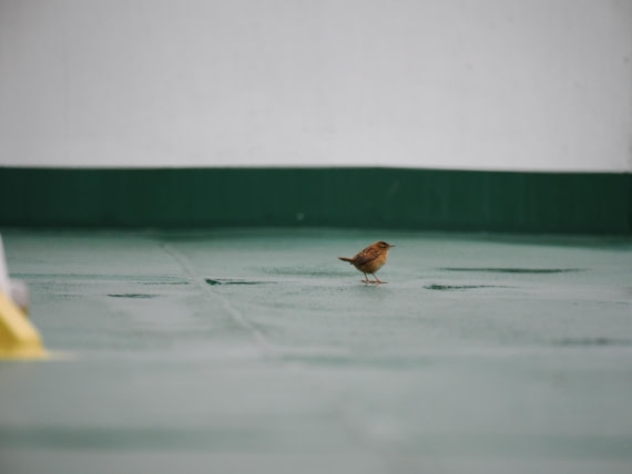 HDS31-26, Day 1, P3210034 © Unknown photographer - Oceanwide Expeditions.JPG