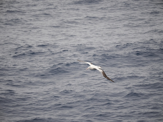 HDS31-26, Day 1, P3212243 © Unknown photographer - Oceanwide Expeditions.JPG