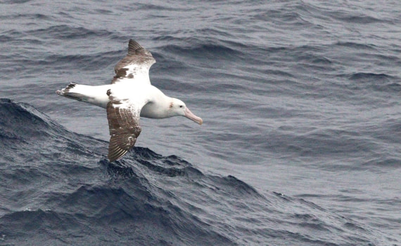 HDS31-26, Day 2, IMG_3386 © Unknown photographer - Oceanwide Expeditions.JPG