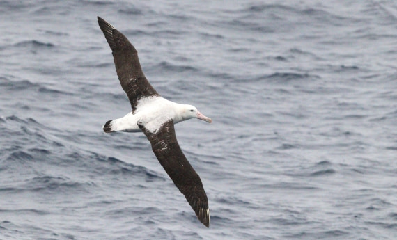 HDS31-26, Day 2, IMG_3410 © Unknown photographer - Oceanwide Expeditions.JPG