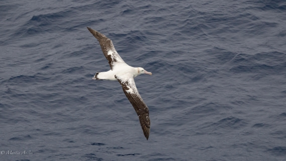 HDS31-26, Day 2, Martin (2) © Martin Anstee - Oceanwide Expeditions.jpg
