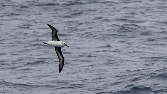 HDS31-26, Day 2, Martin (3) © Martin Anstee - Oceanwide Expeditions.jpg