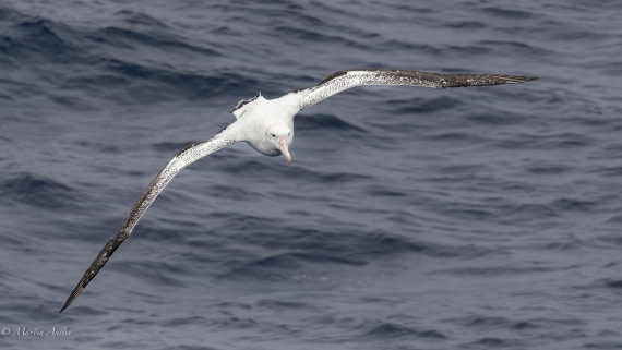 HDS31-26, Day 2, Martin (6) © Martin Anstee - Oceanwide Expeditions.jpg