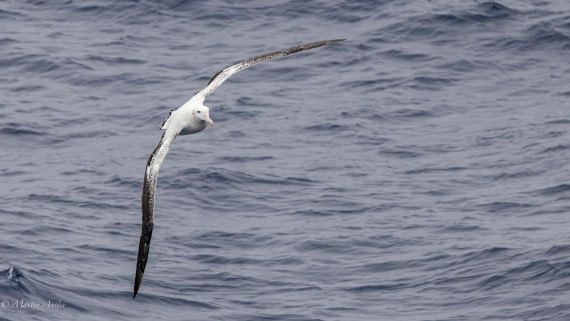 HDS31-26, Day 2, Martin (5) © Martin Anstee - Oceanwide Expeditions.jpg