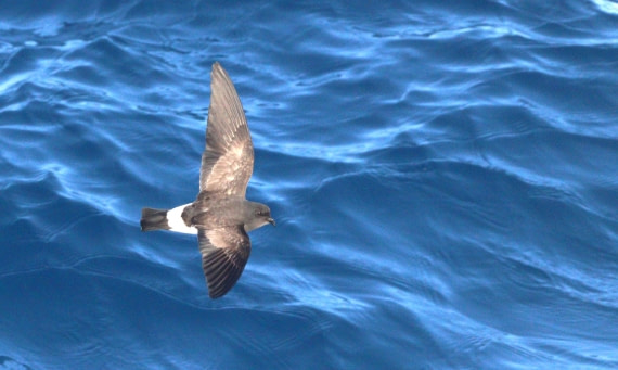 HDS31-26, Day 3, IMG_3551 © Unknown photographer - Oceanwide Expeditions.JPG