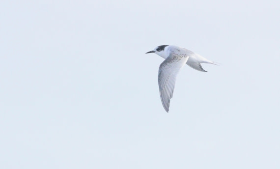HDS31-26, Day 3, IMG_3571 © Unknown photographer - Oceanwide Expeditions.JPG