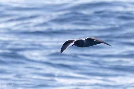 HDS31-26, Day 3, Martin (3) © Martin Anstee - Oceanwide Expeditions.jpg