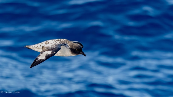 HDS31-26, Day 3, Martin (5) © Martin Anstee - Oceanwide Expeditions.jpg