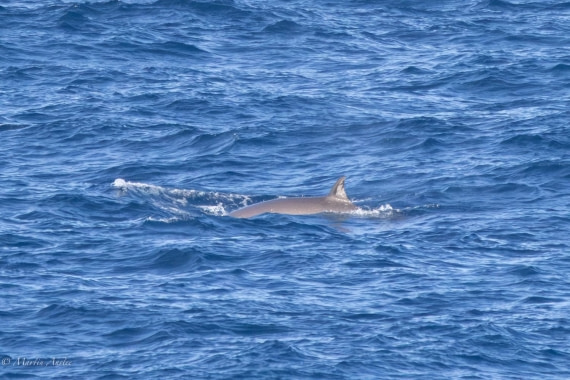 HDS31-26, Day 3, Martin (6) © Martin Anstee - Oceanwide Expeditions.jpg