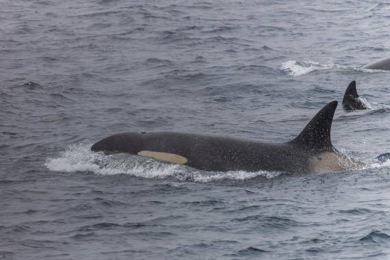 HDS31-26, Day 4, 5D5A1010 © Koen Jongerling - Oceanwide Expeditions.jpg