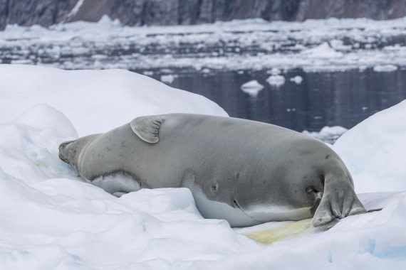 HDS31-26, Day 4, 5D5A1024 © Koen Jongerling - Oceanwide Expeditions.jpg