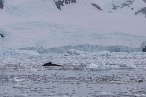 HDS31-26, Day 4, 5D5A1030 © Koen Jongerling - Oceanwide Expeditions.jpg
