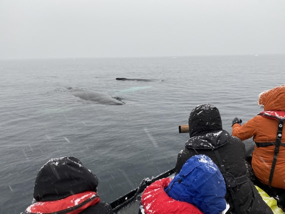 HDS31-26, Day 4, IMG_9832 © Unknown photographer - Oceanwide Expeditions.JPG