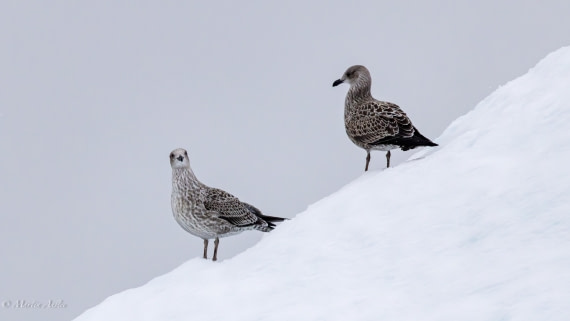 HDS31-26, Day 4, Martin (3) © Martin Anstee - Oceanwide Expeditions.jpg