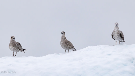 HDS31-26, Day 4, Martin (2) © Martin Anstee - Oceanwide Expeditions.jpg