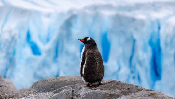 HDS31-26, Day 4, Martin (11) © Martin Anstee - Oceanwide Expeditions.jpg