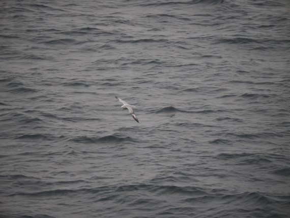 HDS31-26, Day 4, P3232356 © Unknown photographer - Oceanwide Expeditions.JPG