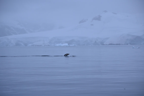 HDS31-26, Day 4, SAS_7540 © Saskia van der Meij - Oceanwide Expeditions.JPG