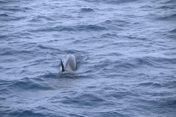 HDS31-26, Day 4, SAS_7550 © Saskia van der Meij - Oceanwide Expeditions.JPG