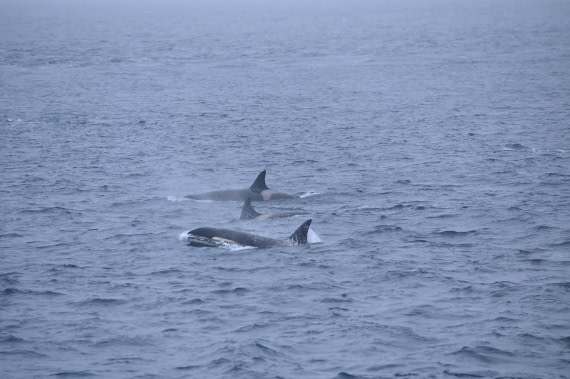 HDS31-26, Day 4, SAS_7557 © Saskia van der Meij - Oceanwide Expeditions.JPG