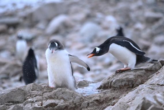 HDS31-26, Day 4, SAS_7576 © Saskia van der Meij - Oceanwide Expeditions.JPG