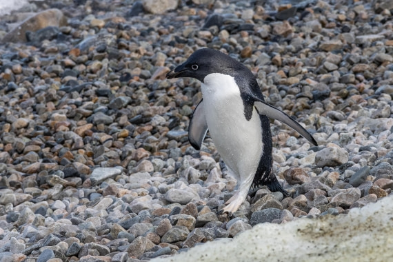 HDS31-26, Day 6, 5D5A1145 © Koen Jongerling - Oceanwide Expeditions.jpg