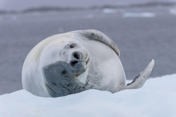 HDS31-26, Day 7, 5D5A1169 © Koen Jongerling - Oceanwide Expeditions.jpg