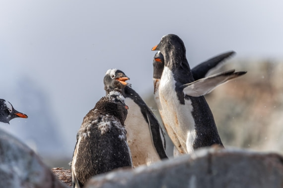 HDS31-26, Day 7, 5D5A1220 © Koen Jongerling - Oceanwide Expeditions.jpg