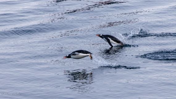 HDS31-26, Day 7, Martin (5) © Martin Anstee - Oceanwide Expeditions.jpg