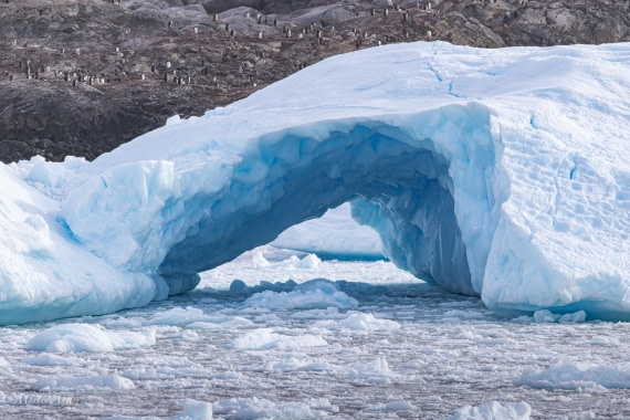 HDS31-26, Day 7, Martin (8) © Martin Anstee - Oceanwide Expeditions.jpg