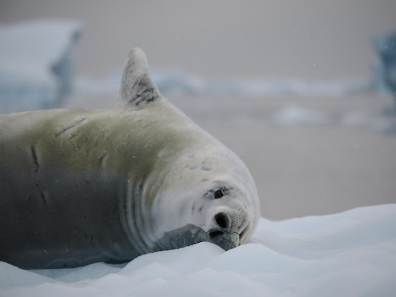 HDS31-26, Day 7, P3260057 © Unknown photographer - Oceanwide Expeditions.JPG