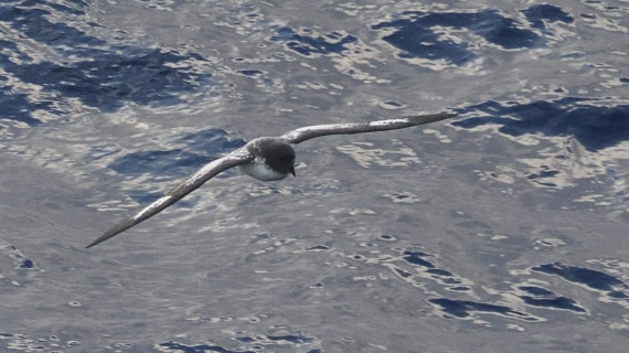 OTL31a26, Day 3, APMG0045.JPG © Andy Perkins - Oceanwide Expeditions.JPG