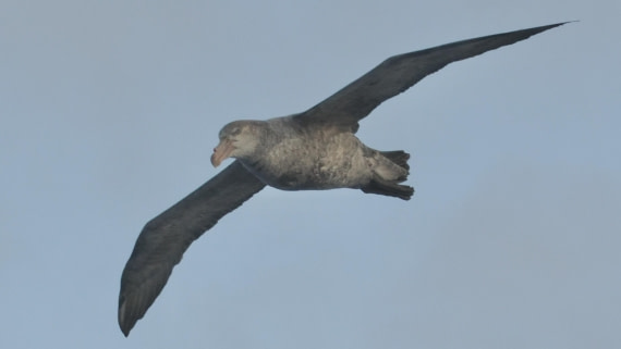 OTL31a26, Day 3, APMG0066.JPG © Andy Perkins - Oceanwide Expeditions.JPG