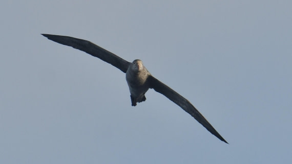 OTL31a26, Day 3, APMG0079.JPG © Andy Perkins - Oceanwide Expeditions.JPG