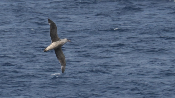 OTL31a26, Day 3, APMG0116.JPG © Andy Perkins - Oceanwide Expeditions.JPG