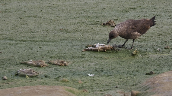 OTL31a26, Day 4, APMG0138.JPG © Andy Perkins - Oceanwide Expeditions.JPG