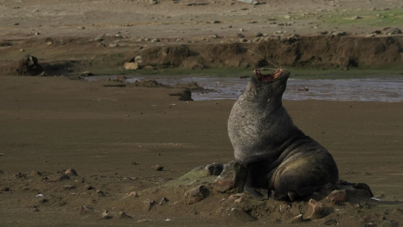 OTL31a26, Day 4, APMG0172.JPG © Andy Perkins - Oceanwide Expeditions.JPG