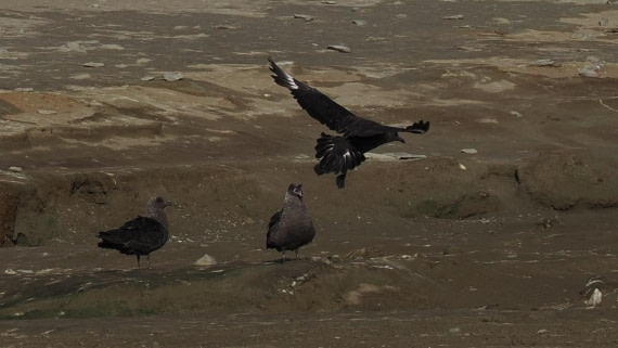 OTL31a26, Day 4, APMG0186.JPG © Andy Perkins - Oceanwide Expeditions.JPG