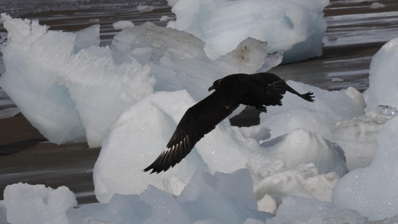 OTL31a26, Day 4, APMG0187.JPG © Andy Perkins - Oceanwide Expeditions.JPG