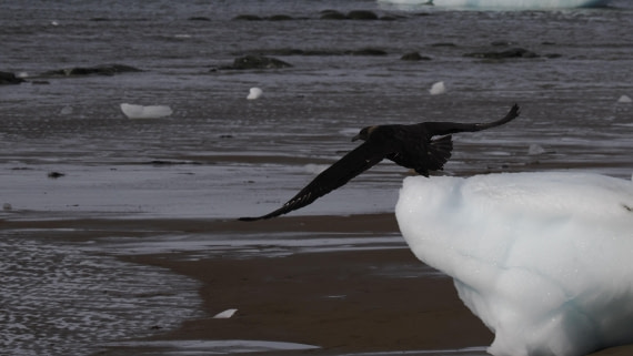 OTL31a26, Day 4, APMG0189.JPG © Andy Perkins - Oceanwide Expeditions.JPG