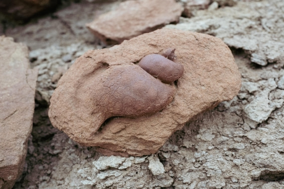 OTL31a26, Day 4, L1280078.jpg © Unknown Photographer - Oceanwide Expeditions.jpg