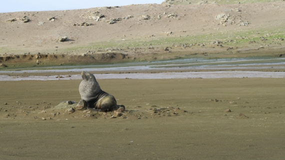 OTL31a26, Day 4, Penguin Is 20Mar26 Dave 7.JPG © Unknown Photographer - Oceanwide Expeditions.JPG